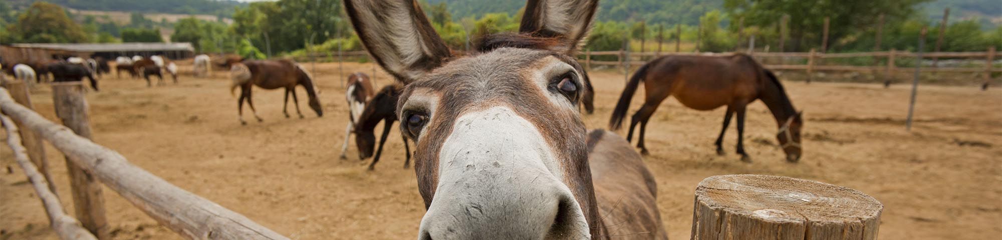 Meet Donkeys S