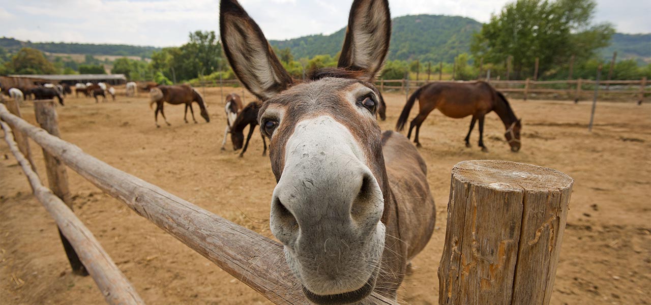 MEETING THE DONKEYS (UP TO 5 HOURS)